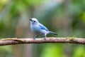 Blue-gray tanager, Thraupis episcopus, La Fortuna Volcano Arenal, Costa Rica wildlife Royalty Free Stock Photo