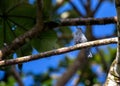 Blue-gray Tanager (Thraupis episcopus) spotted outside Royalty Free Stock Photo