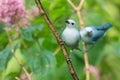 Blue-gray tanagers Royalty Free Stock Photo