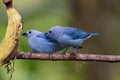 Blue-gray Tanagers  843911 Royalty Free Stock Photo