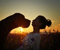 Blue great dane dog playing whit a woman in a  violet flower field.. Royalty Free Stock Photo