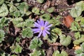 Blue Grecian Windflower - Anemone Blanda