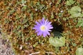 Blue Grecian Windflower - Anemone Blanda