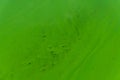 Blue-green abstract background close-up. Water pollution by blooming algae Cyanobacteria is environmental problem. Water Royalty Free Stock Photo