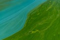 Blue-green abstract background close-up. Water pollution by blooming algae Cyanobacteria is environmental problem. Water Royalty Free Stock Photo