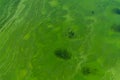 Blue-green abstract background close-up. Water pollution by blooming algae Cyanobacteria is environmental problem. Water Royalty Free Stock Photo