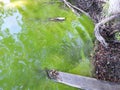 HAB Blue-Green Algae bloom along lake shore in NYS Royalty Free Stock Photo