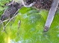 Blue-Green HAB Algae bloom in NYS warm lake water Royalty Free Stock Photo