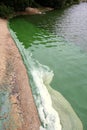 Blue green algae along a lake shoreline