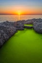 Green algae and sunset, Beautiful pond and green algae. Green algae with sunlight shine.
