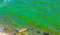 Blue-green algae bloom in the Dnieper-Bug estuary, eutrophication of water, Ukraine Royalty Free Stock Photo
