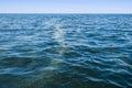 Blue-green algae bloom Royalty Free Stock Photo