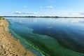 Blue green algae bloom of river in the pollution area