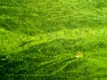 blue green algae cover sea surface near coast Royalty Free Stock Photo