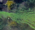 Blue-green algae (Microcystis aeruginosa) blooms in Yalpug lake, Ukraine