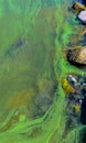 Blue-green algae (Microcystis aeruginosa) blooms in Yalpug lake, Ukraine