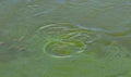 Blue-green algae (Microcystis aeruginosa) blooms in Yalpug lake, Ukraine