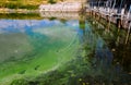 Blue-green algae (Microcystis aeruginosa) blooms in Yalpug lake, Ukraine