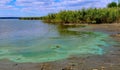 Blue-green algae (Microcystis aeruginosa) blooms in Yalpug lake, Ukraine