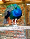 Bird type, beautiful colors,photographed in an ethno village in the town of Kragujevac in Serbia