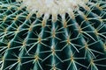 Blue green barrel cactus with serrated spikes in radiating ribs, nature background