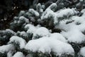blue-green branches with needles covered with a large layer of snow Royalty Free Stock Photo