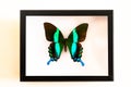 Blue and green butterfly in a rectangular box on a wall Royalty Free Stock Photo