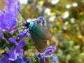 Blue and green butterfly sitting on purple wild flower. macro view. Royalty Free Stock Photo