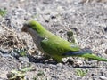 Blue green canary bird picking food.