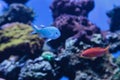 Blue Green chomis fish, Chromis viridis Royalty Free Stock Photo