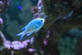 Blue-green chromis Royalty Free Stock Photo