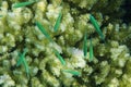 Blue-green Chromis Chromis viridis fish Royalty Free Stock Photo