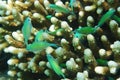 Blue-green Chromis Chromis viridis fish Royalty Free Stock Photo