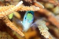 Blue green chromis Royalty Free Stock Photo