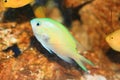 Blue green chromis Royalty Free Stock Photo