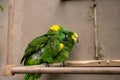 Blue Green conure birds cuddling in zoo exhibit