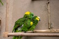 Blue Green conure birds cuddling in zoo exhibit