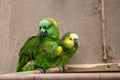 Blue Green conure birds cuddling in zoo exhibit