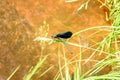 Blue green demoiselle on a fresh thick blade of grass on an orange golden river bed in the middle of the forest. Impressive insect Royalty Free Stock Photo