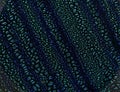 Blue-green dichroic texture