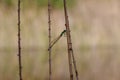 Blue and green dragonfly on a stick. Damsefly resting on a plant