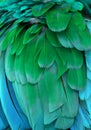 Blue and Green Feathers Royalty Free Stock Photo