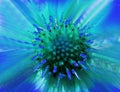 Blue-green flower on a blurred background. Closeup. Furry green center. Pistils sticking out like needles. For design.