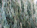 Juniperus virginiana `Skyrocket` Royalty Free Stock Photo