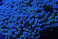 Blue and Green Frogspawn Coral