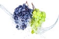 Blue and green grape with water splash isolated white Royalty Free Stock Photo