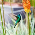 Blue green hummingbird flying over a tropical orange f