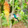 Blue green hummingbird flying over a tropical orange f