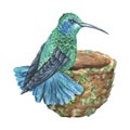 A blue-green hummingbird sits on the edge of the nest. Watercolor illustration. Tropical exotic bird. Isolated on a Royalty Free Stock Photo