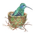 A blue-green hummingbird sits in a nest. Watercolor illustration. Tropical exotic bird. Isolated on a white background Royalty Free Stock Photo